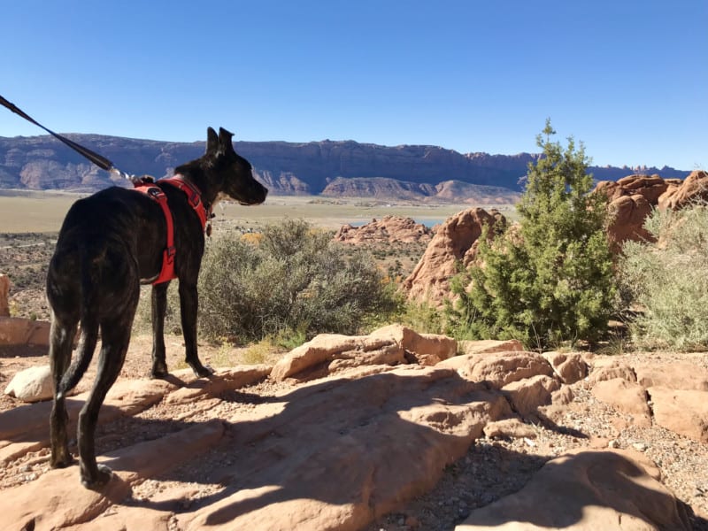 Hiking With Dogs – 7 Essentials For Desert Trails